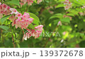Taniutsugi in full bloom 139372678
