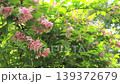 Taniutsugi in full bloom 139372679
