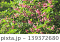 Taniutsugi in full bloom 139372680