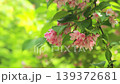 Taniutsugi in full bloom 139372681