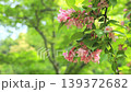 Taniutsugi in full bloom 139372682