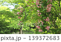 Taniutsugi in full bloom 139372683