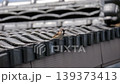早春的麻雀 139373413