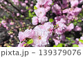 A blooming Prunus triloba (Luiseania triloba) with delicate pink flowers sways in the wind in the sunlight, an ornamental cherry tree symbolizing spring, renewal and the subtle beauty of nature. 139379076