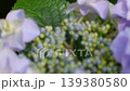 Hydrangea petals turning blue-purple and a natural landscape 139380580