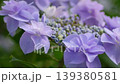 A close-up of pink hydrangeas that adorn the early summer. 139380581