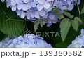 Hydrangea petals turning blue-purple and a natural landscape 139380582
