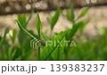 New shoots of Gyokuro tea 139383237