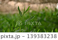 New shoots of Gyokuro tea 139383238