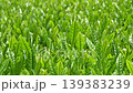 New tea sprouts 139383239