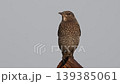 雌性藍磯鶇的正面照 雌性藍磯鶇的正面照 139385061