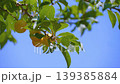 Ripe yellow plum fruit on a tree branch with green 139385884