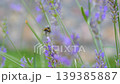 Bee on purple lavender flower with gentle light 139385887