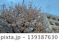 夕方の空と舞い散る桜の花びら 139387630