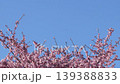 The early-blooming cherry blossoms "Izunoodoriko" in full bloom against the blue sky and Japanese honeybees in flight 139388833