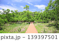 Spring in the Koajiro Forest of the Miura Peninsula 139397501
