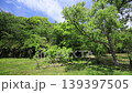 Spring in the Koajiro Forest of the Miura Peninsula 139397505