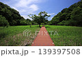 Spring in the Koajiro Forest of the Miura Peninsula 139397508