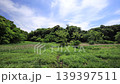 Spring in the Koajiro Forest of the Miura Peninsula 139397511