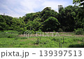 Spring in the Koajiro Forest of the Miura Peninsula 139397513