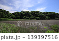 Spring in the Koajiro Forest of the Miura Peninsula 139397516