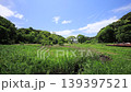 Spring in the Koajiro Forest of the Miura Peninsula 139397521
