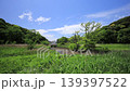 Spring in the Koajiro Forest of the Miura Peninsula 139397522