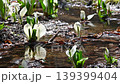 里山の水辺に咲く水芭蕉 139399404