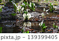 里山の水辺に咲く水芭蕉 139399405