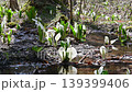 里山の水辺に咲く水芭蕉 139399406