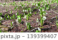 里山の水辺に咲く水芭蕉 139399407