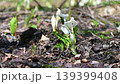 里山の水辺に咲く水芭蕉 139399408
