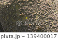 A shore crab walking on a tetrapod in Choshi City, Chiba Prefecture. 139400017