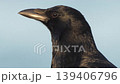 烏鴉側面特寫 烏鴉側面特寫 139406796