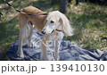 A beautiful light brown Saluki dog on a leash standing calmly on a blue blanket in a green grassy park on a bright sunny day 139410130