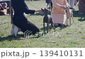 Two handlers kneel on green grass, carefully posing their Italian Greyhounds during an outdoor dog show competition. Dogs stand alert in the sunshine 139410131