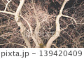 櫻桃樹 139420409