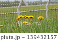 Dandelions swaying in the wind, beside the runway. 139432157