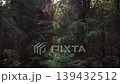 Bright fir tree forest in the evening. Drone footage of coming up and rotating camera to the left near old spruce trees during the sunset 139432512