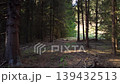 Inside a dark spruce forest. Beautiful fir forest during the sunset 139432513