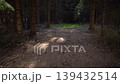 Beautiful smooth footage of coming into a spruce forest with bright sunlight coming through the brances. Calm nature, dark forest 139432514