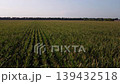 Corn field in the evening. Flying over rows of green healthy fresh corn ripening in the countryside 139432518