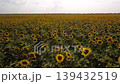 Flying over the field of sunflowers and tilting camera upwards. Beautiful view of sunflowers during sunset 139432519