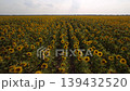 Cinematic fly over the field of sunflowers and lifting higher and higher to the sky at sunset. 4k footage of a huge field of sunflowers in bloom 139432520