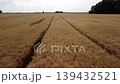 Fast drone flying over the field of ripe golden rye at sunny day. Aerial cinematic clip of wheat field 139432521