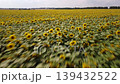 Fast cinematic fly over the field of bright sunflowers in bloom. Drone footage of agriculturl field of sunflowers 139432522