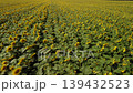 Aerial view of blooming sunflowers in the countryside. Flying over the field of of sunflowers at full bloom at bright sunny day 139432523