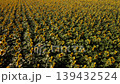 Aerial drone footage of circle flying over the field of ripe golden sunflowers at sunset. Beautiful view of big sunflowers in agricultural field 139432524