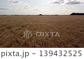 Flying over field of ripe wheat ready for harvest. Drone footage of field of rye in the countryside 139432525