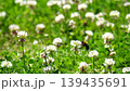 Bumblebees buzz around in a clover field, collecting nectar. Bumblebees buzz around in a clover field, collecting nectar. 139435691